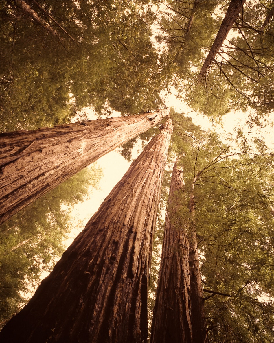 Redwood